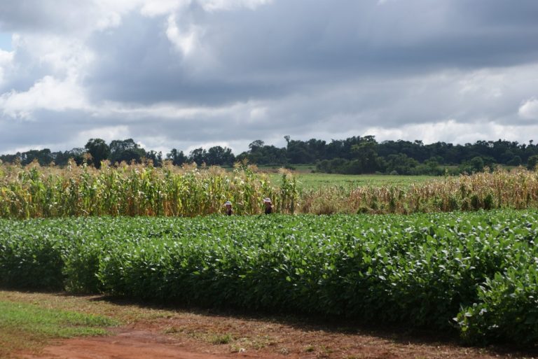 Arranque en alza para soja y merma en trigo y algodón