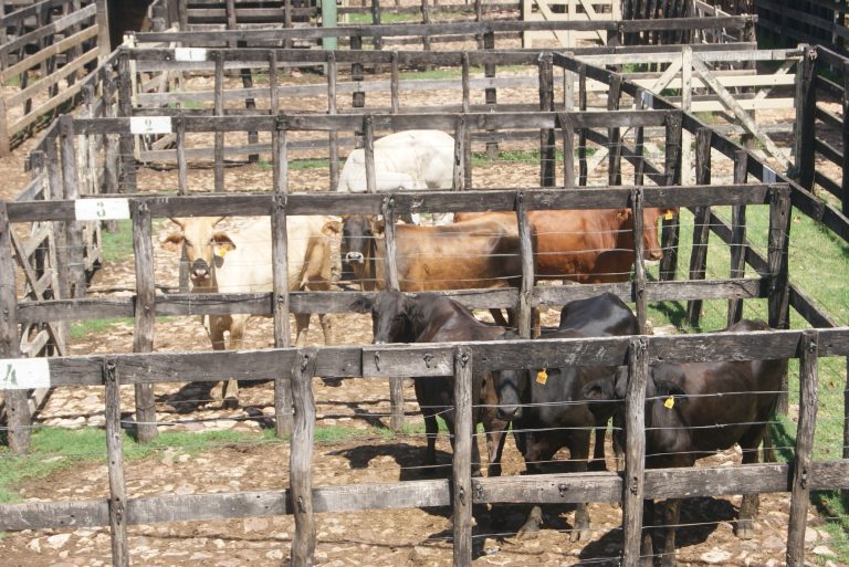 Inusual entrada de hacienda liviana frena la recuperación de los precios en las ferias