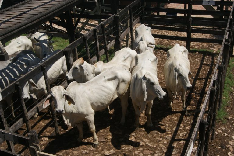 Equilibrio en otra floja oferta sostiene el nivel de los precios en las ferias ganaderas