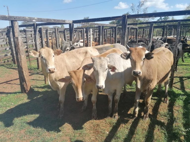 Floja oferta de ganado en ferias limita los precios