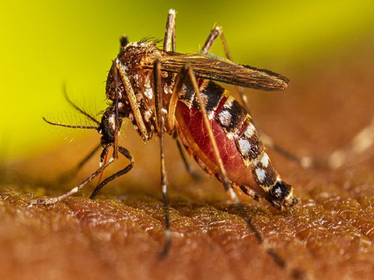 Al chikungunya se lo gana con acciones y no palabras