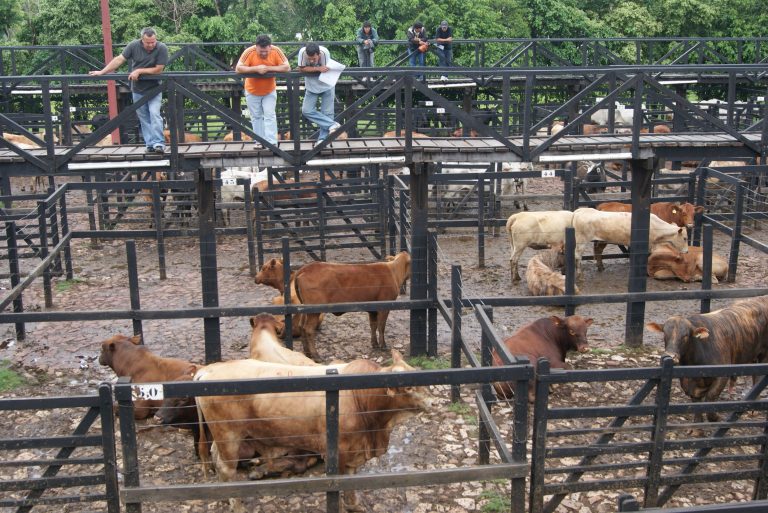 Una mayoría de vacas con escasos kilos dejan en el piso los precios en ferias