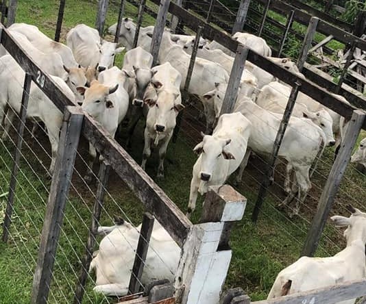 Mayoría de vacas acota los precios en ferias al inicio de semana