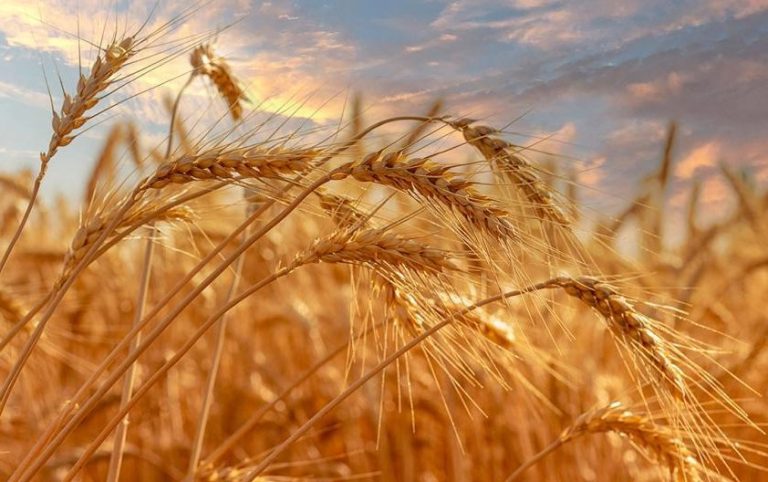 Trigo tolerante a la sequía promete cortar el hambre con la tecnología