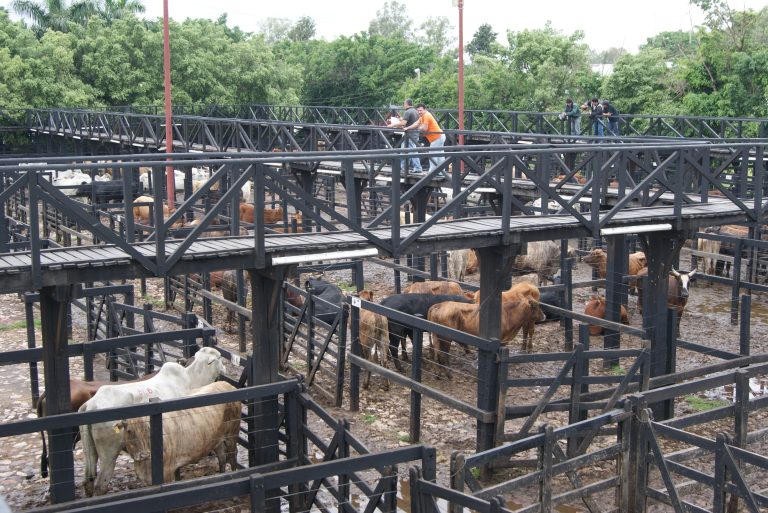 Altibajos de oferta en ferias traen picos de precio máximo y merma en los promedios