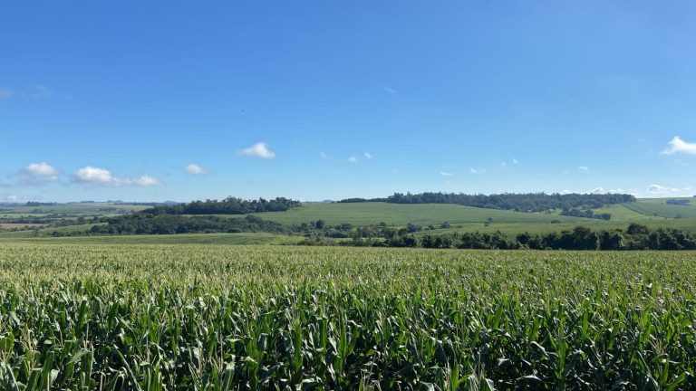 Leve pero extendida merma de precios agrícolas al inicio de la ronda semanal