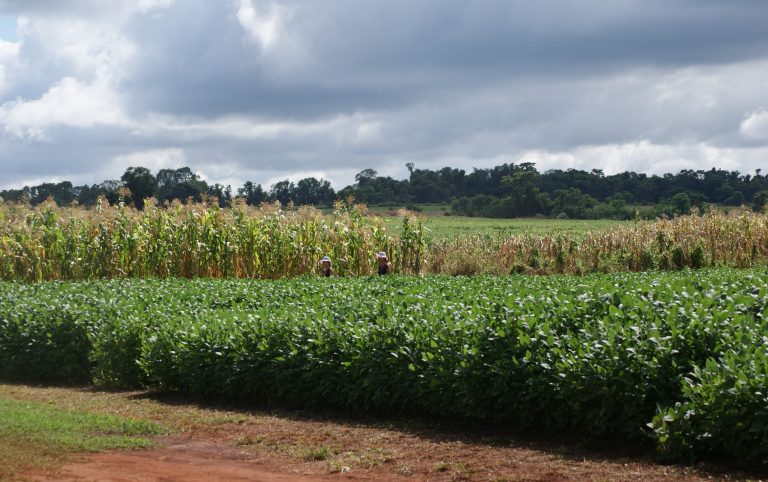 Repunte parcial de precios agrícolas en semana con cambios muy dispares