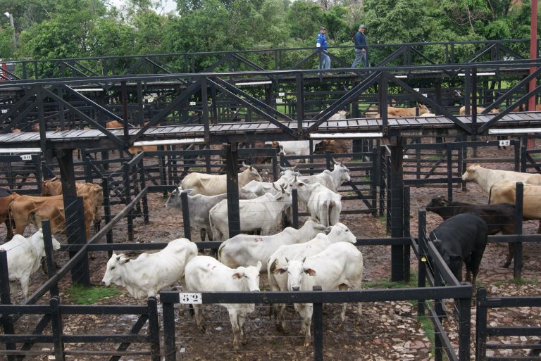 Oferta mayoritaria de vacas trajo merma de precios en la plaza ferial