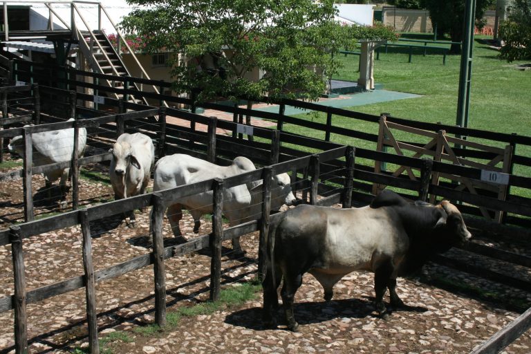 Ferias con merma en la entrada animal y con precios acotados en su mínimo valor del mes