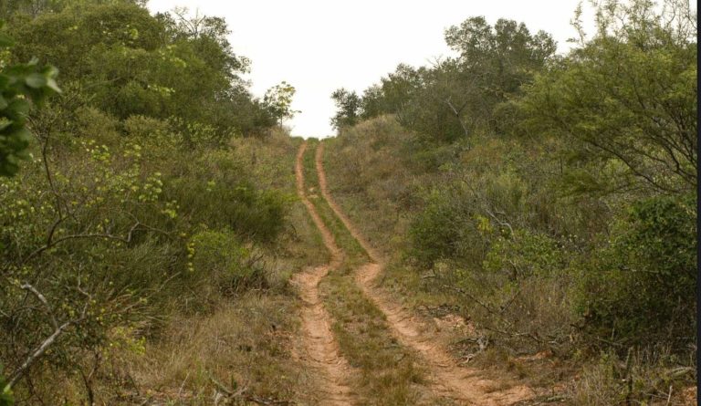 Adivierten sobre proyecto de Ley que pone en peligro área protegida del Chaco Paraguayo