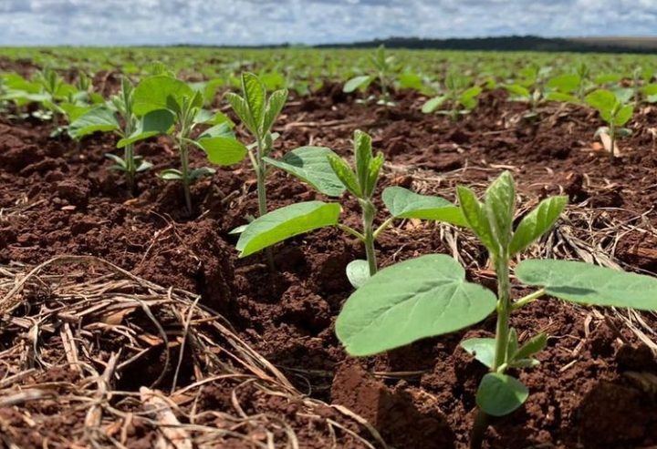 Últimas lluvias traen esperanza a productores de soja