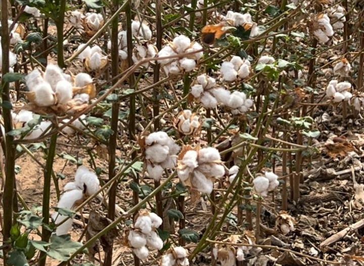 Pocas variaciones en las cotizaciones agrícolas tras ajustes por datos productivos