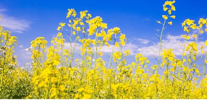 En ronda de vaivenes resalta la canola con valor máximo en 4 meses