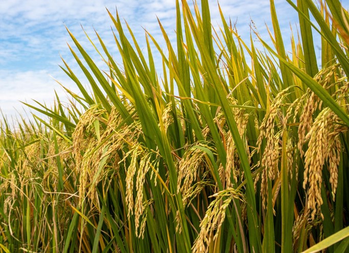 Cambio de interés de los fondos llevó a amplia baja de precios en los rubros agrícolas