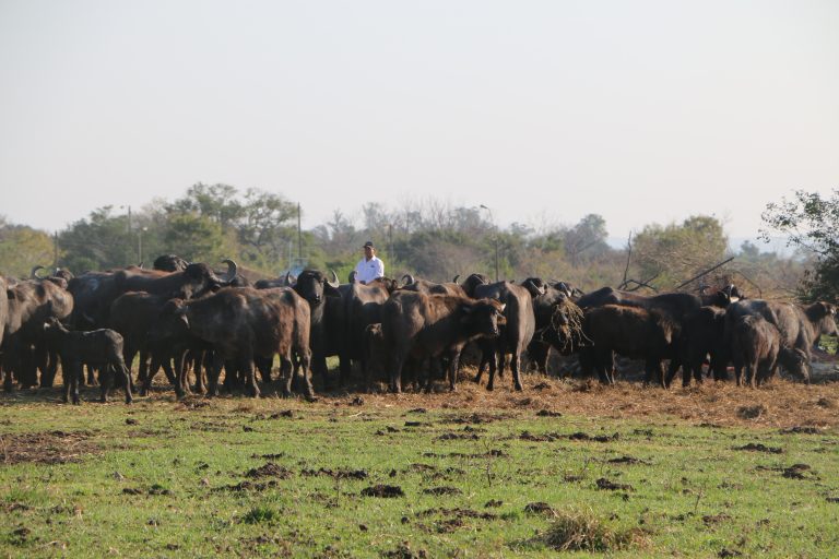 Paraguay es sede de evento internacional sobre búfalos