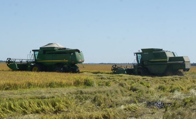 Cambiante escenario comercial lleva a generalizadas subas en rubros agrícolas