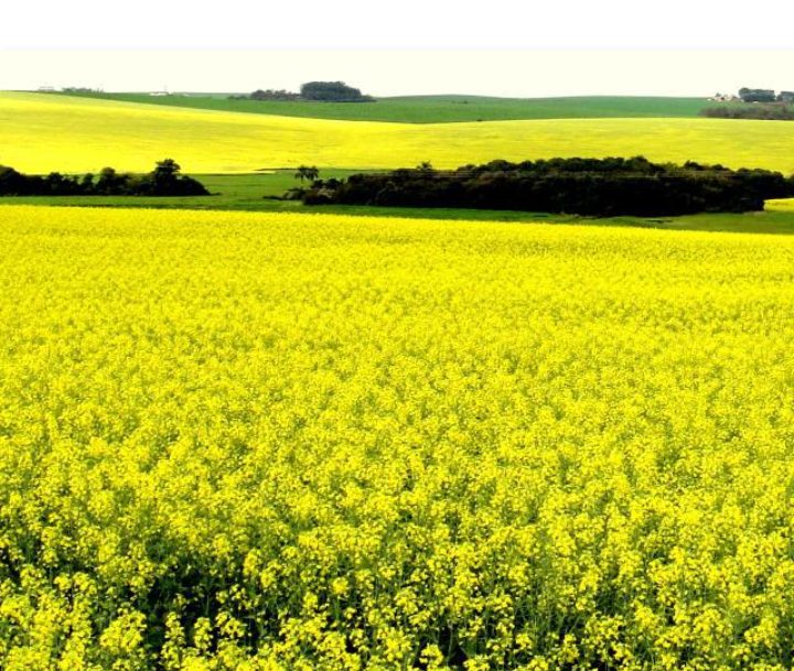 Nueva suba en soja mientras que trigo y canola llegan a precios mínimos del mes