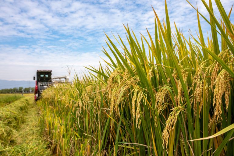 Cotización del arroz llega a su máximo del año y a un nivel no alcanzado desde el 2008