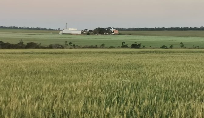 Baja de los precios agrícolas se extiende también al complejo sojero