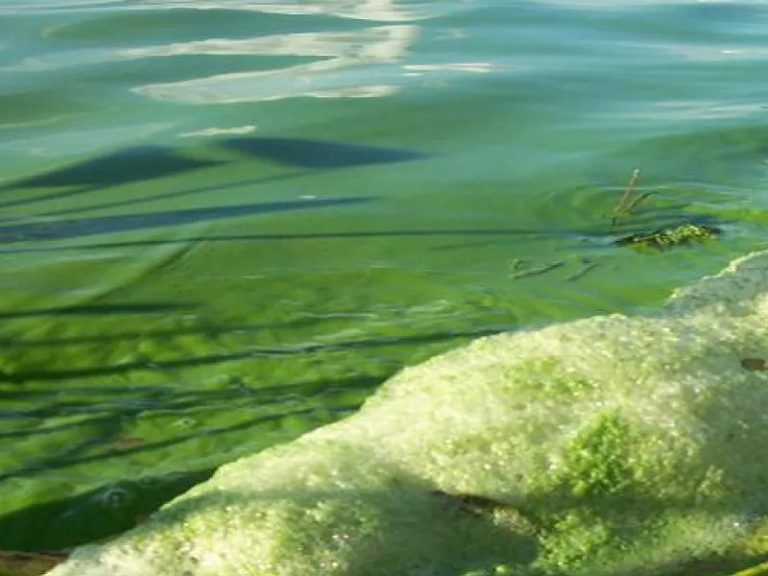 Cuidado que ninguna playa del lago Ypacaraí está apta para el baño