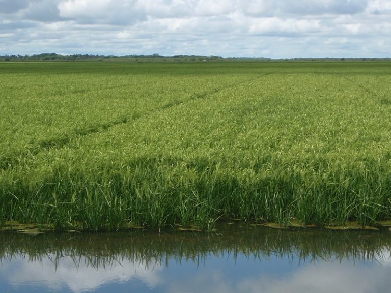 Bajante del río Tebicuary lleva al Mades a suspender el uso de sus aguas para arroceros