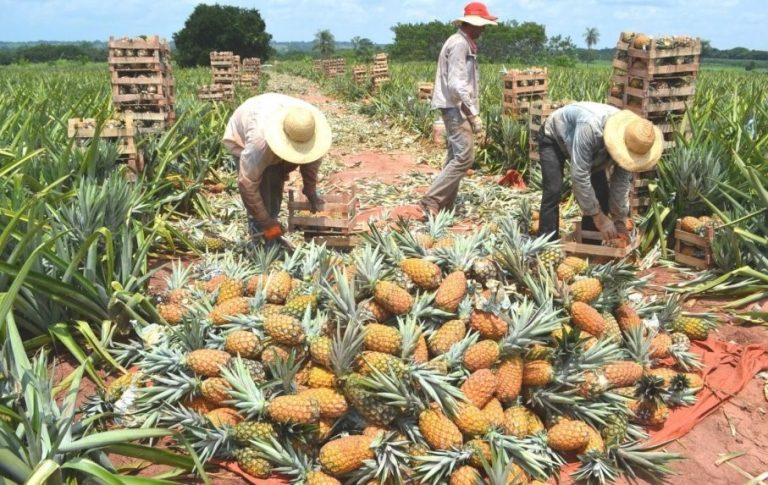 Por si fuera poco el cobro de peaje fluvial, Argentina no paga por bananas y piñas paraguayas