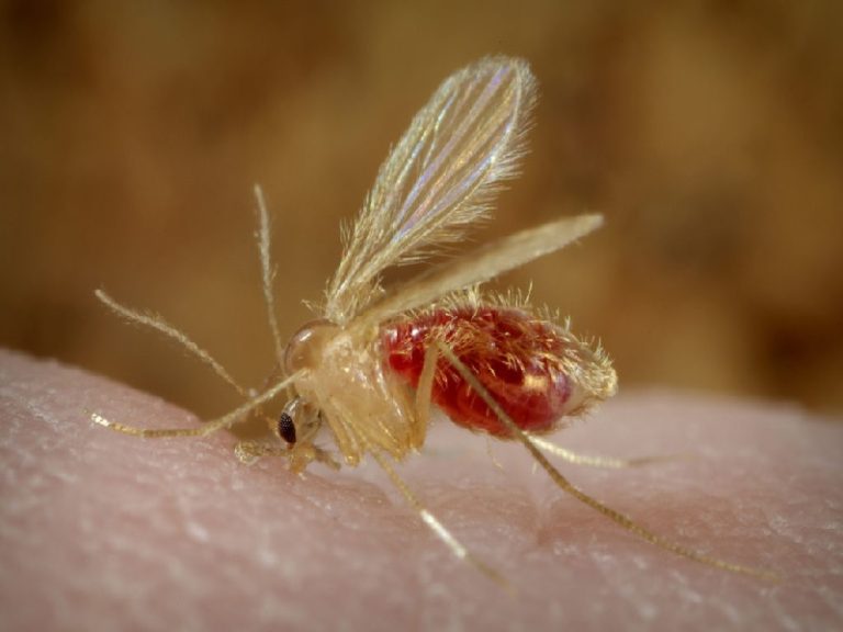 Más mosquitos producen riesgos a la salud, a tener cuidado