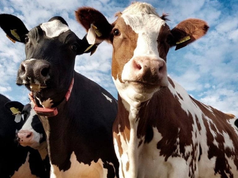 Autoridades minimizan impacto de ingreso de vaca loca al Paraguay