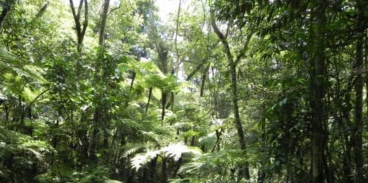 Ya rige la ley de Créditos de carbono