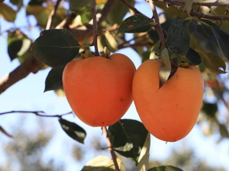 Exitoso primer envío de una fruta nacional a Europa