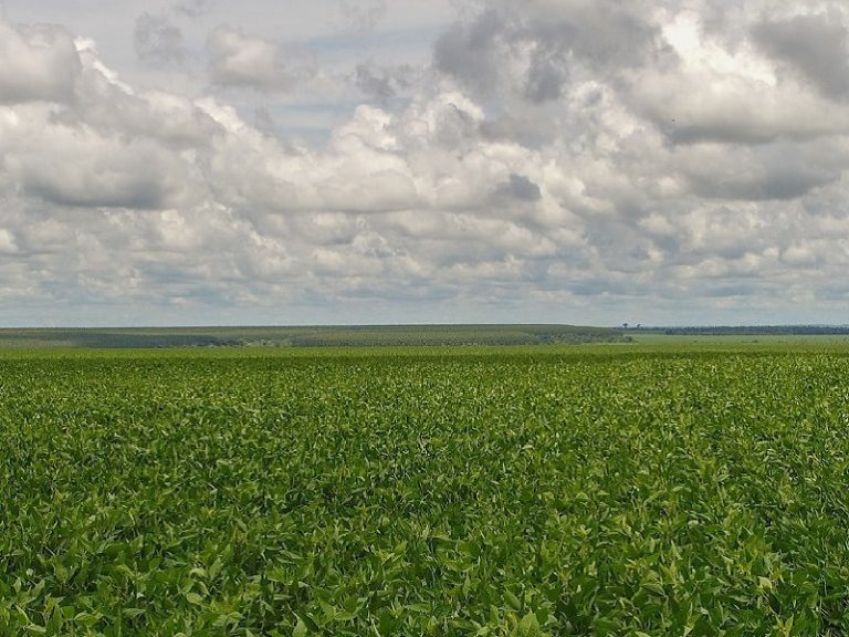 Lluvias en el Norte entusiasma a productores agrícolas