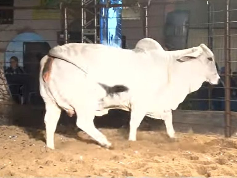 En el Remate de las Estrellas de la Expo se rompió el récord de la raza Brahman