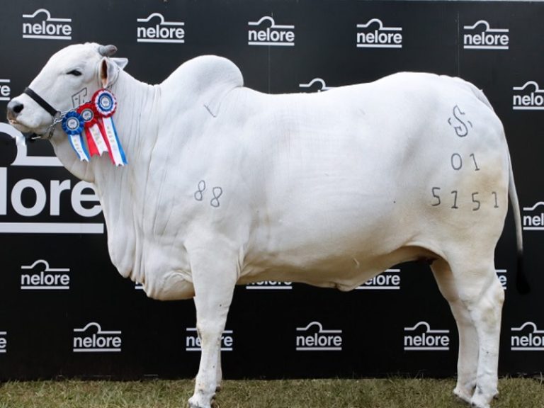 Grandes campeones de la Expo siguen altamente cotizados