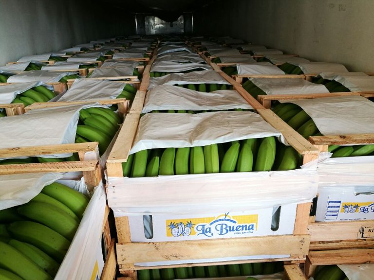 Falta de pagos desde Argentina preocupa a exportadores de banana