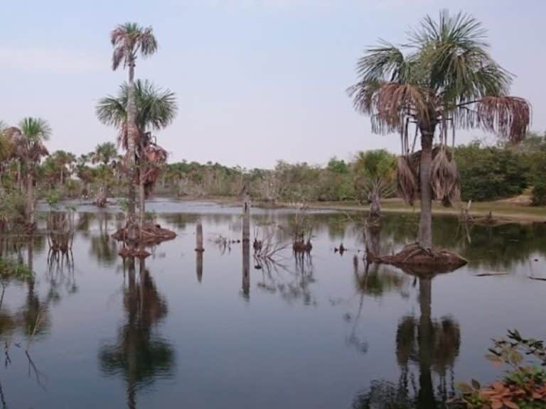 Brasil: Preocupa bajo nivel del río Paraguay en zona del Pantanal