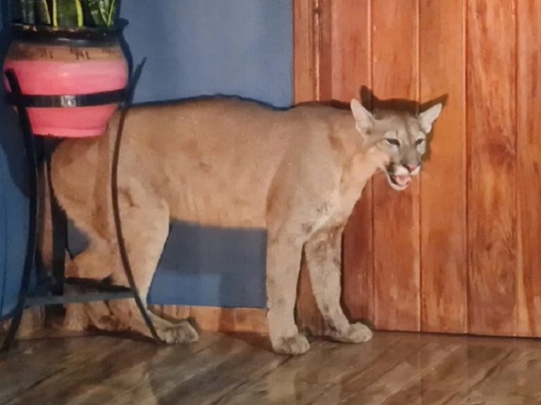 Perros atacaron a un puma, lo mal hirieron y murió