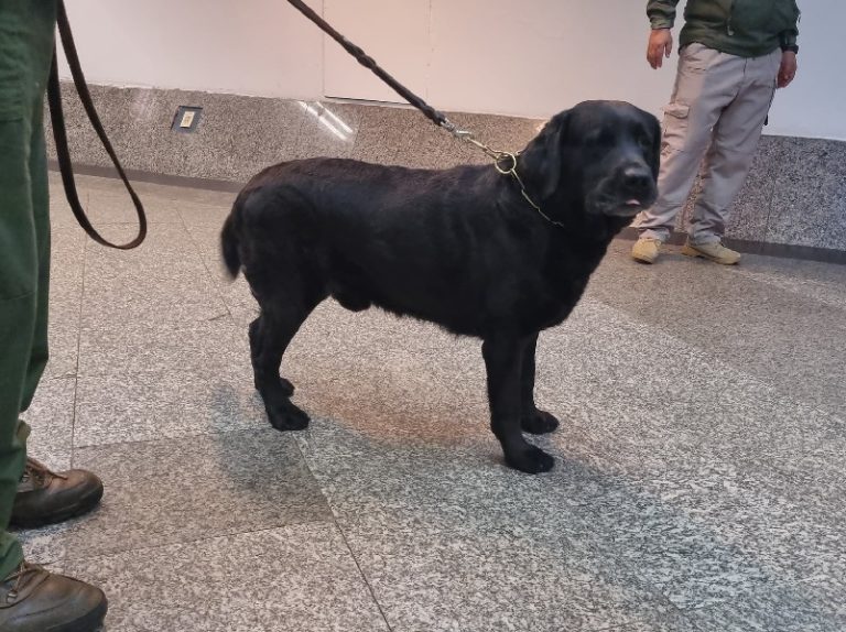 Gracias a “Rocky” se evitó un envío de Ketamina y Éxtasis en el aeropuerto