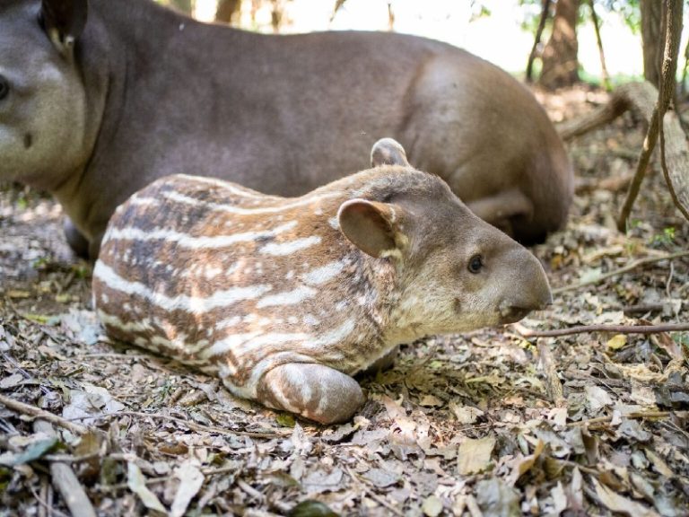 Nació una bella tapir en reserva de Yacyretá