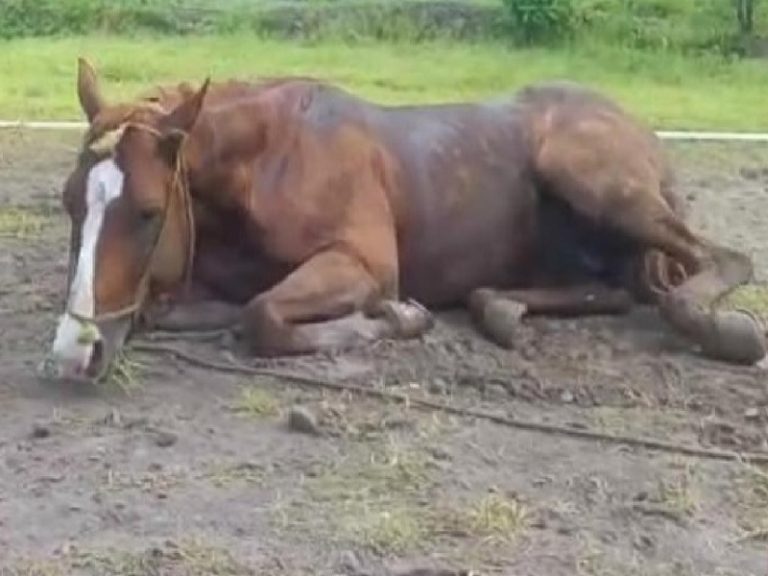 Uruguay: Se dio el primer caso en humanos de encefalitis equina