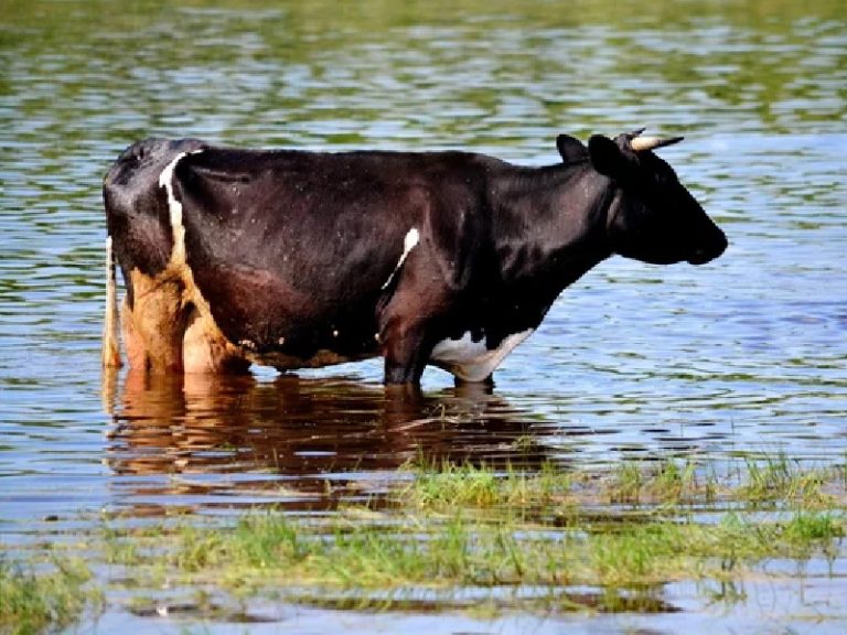 Gran cantidad de animales muertos por causa de las inundaciones