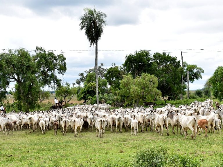 La ganadería en Paraguay tuvo un excelente febrero