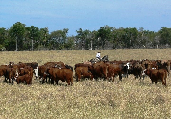 Recuperan cabezas de ganado en Amambay