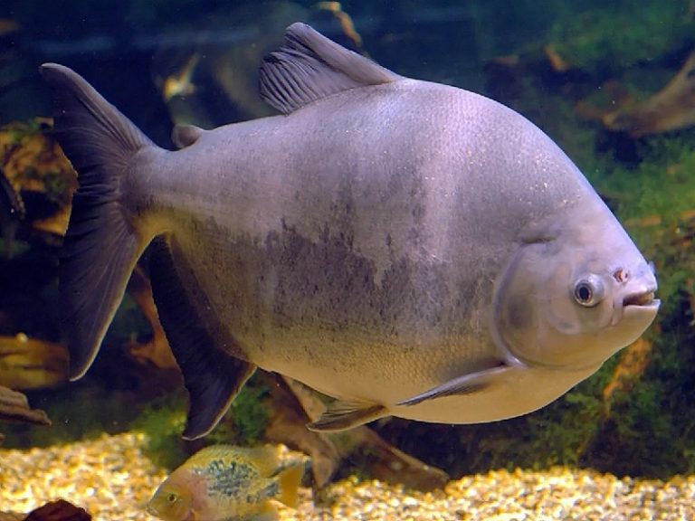 Taiwán ayuda a aumentar la población de peces