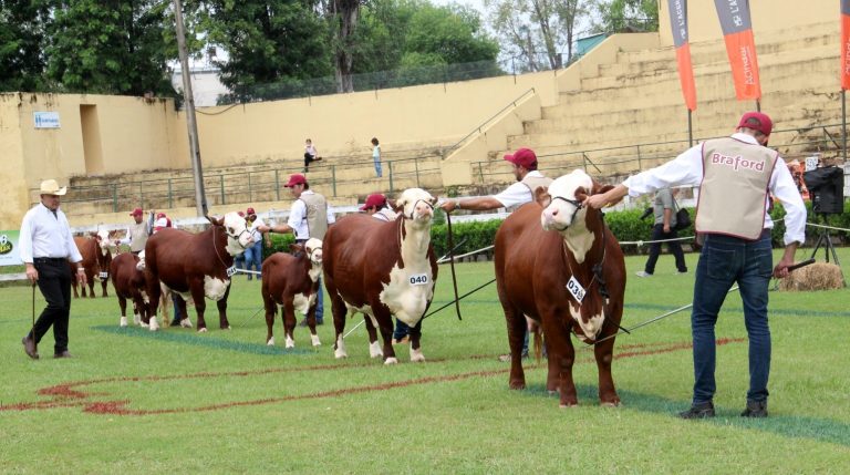 Interés en Colombia por importar genética bovina paraguaya