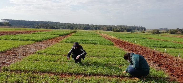 Esperan mejor clima para sembrar trigo en Itapúa