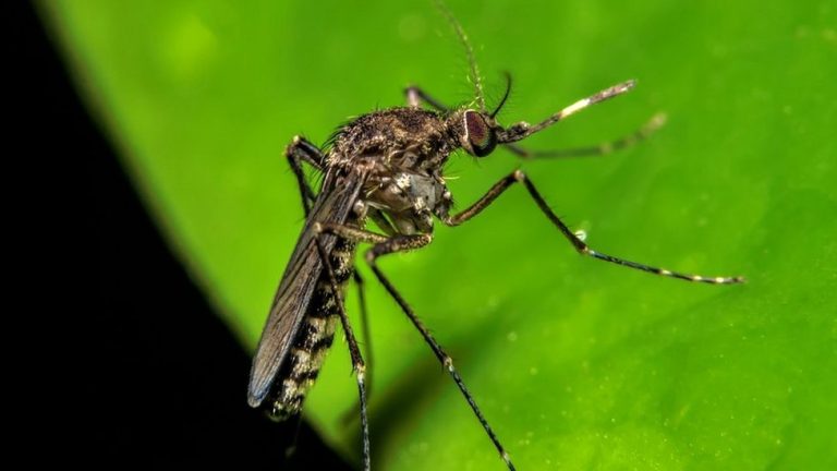 Oropouche: largos días de frío disminuirán la amenaza