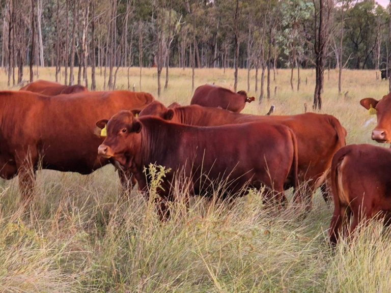 Ganaderos paraguayos sorprendidos por la extrema seguridad en Australia