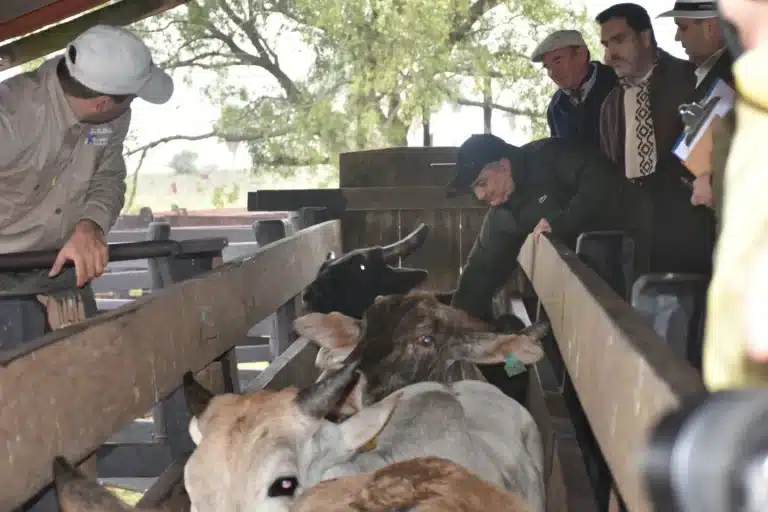 Fiebre aftosa: El lunes arranca segunda fase de vacunación