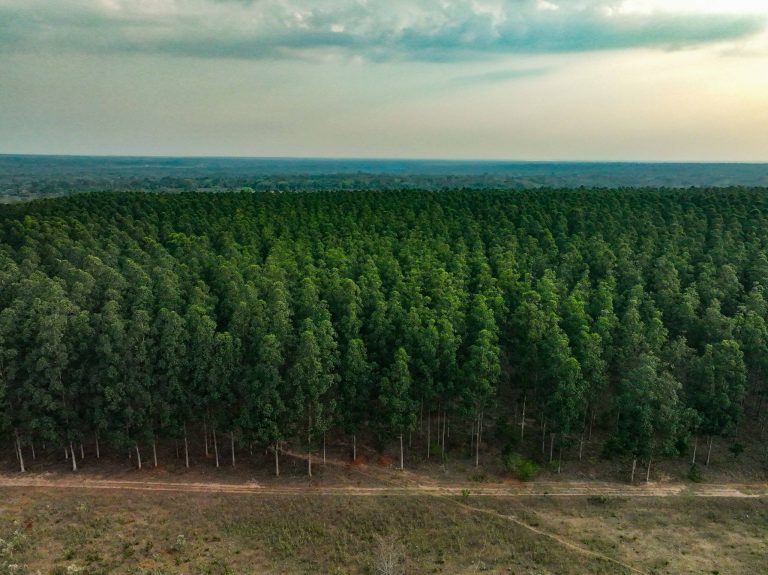 La industria forestal genera más de USD 100 millones