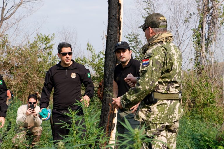 Operativo internacional ya destruyó más de 1.000 hectáreas de marihuana